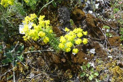 <i>Euphorbia cyparissias</i>
