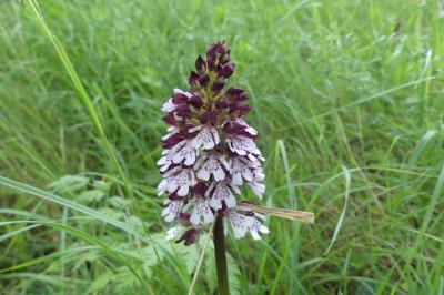 <i>Orchis purpurea</i>