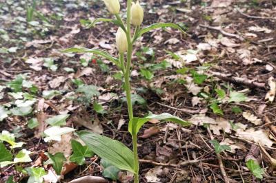 <i>Cephalanthera damasonium</i>