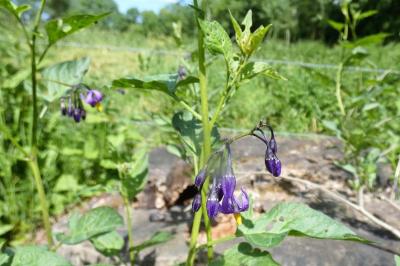 <i>Solanum dulcamara</i>