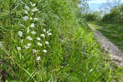 <i>Cephalanthera longifolia</i>