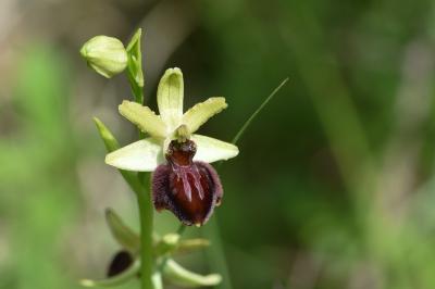 <i>Ophrys aranifera</i>