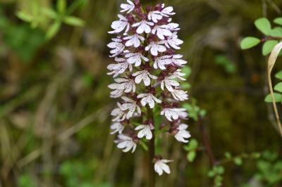 <i>Orchis purpurea</i>