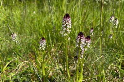 <i>Neotinea ustulata</i>