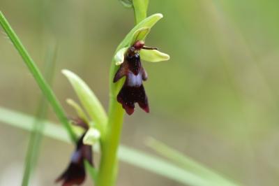 <i>Ophrys insectifera</i>