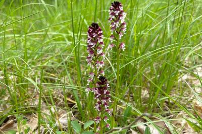 <i>Neotinea ustulata</i>