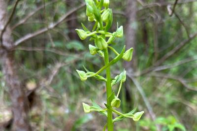 <i>Platanthera chlorantha</i>