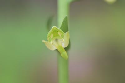 <i>Platanthera chlorantha</i>