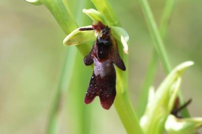 <i>Ophrys insectifera</i>