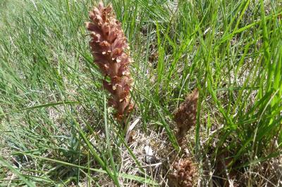 <i>Orobanche minor</i>