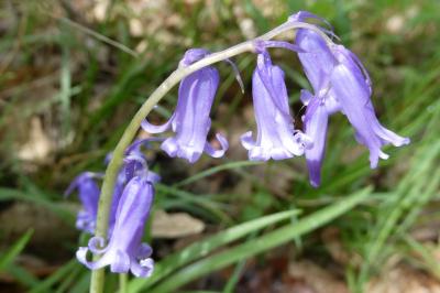 <i>Hyacinthoides non-scripta</i>