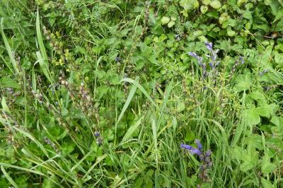<i>Hyacinthoides non-scripta</i>