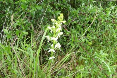 <i>Platanthera chlorantha</i>