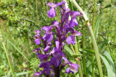 <i>Anacamptis morio</i>