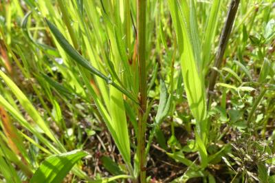 <i>Rumex acetosella</i>