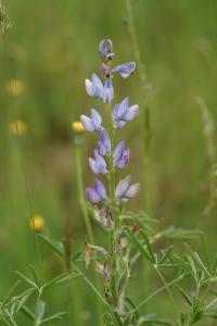 <i>Lupinus angustifolius</i>