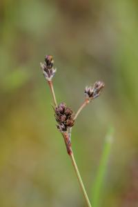 <i>Luzula campestris</i>