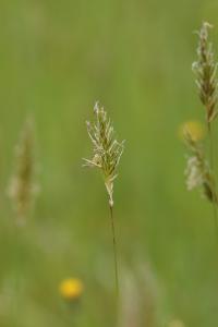 <i>Anthoxanthum odoratum</i>