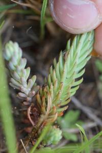 <i>Petrosedum rupestre</i>