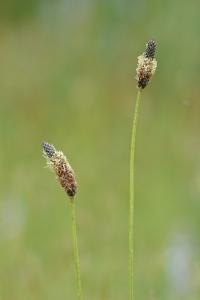 <i>Plantago lanceolata</i>