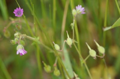 <i>Geranium molle</i>