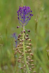<i>Muscari comosum</i>