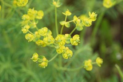 <i>Euphorbia cyparissias</i>