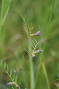 <i>Vicia angustifolia</i>