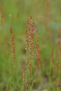 <i>Rumex acetosella</i>