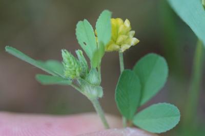 <i>Trifolium campestre</i>