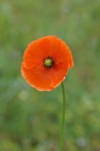 <i>Papaver rhoeas</i>