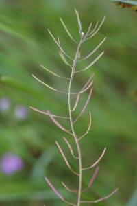 <i>Arabidopsis thaliana</i>