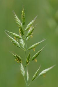 <i>Bromus hordeaceus</i>