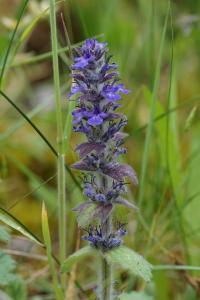 <i>Ajuga genevensis</i>