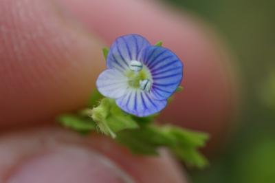 <i>Veronica persica</i>