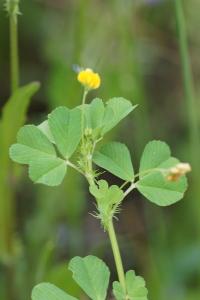 <i>Medicago polymorpha</i>