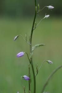 <i>Campanula rapunculus</i>