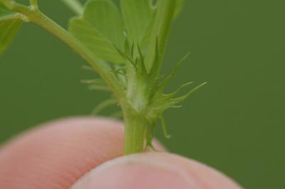 <i>Medicago polymorpha</i>