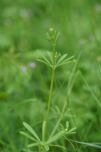 <i>Galium aparine</i>