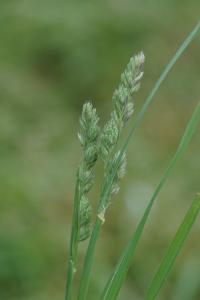 <i>Dactylis glomerata</i>