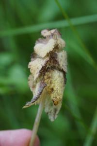 <i>Lamium purpureum</i>