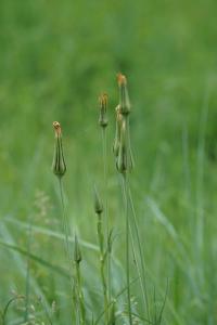 <i>Tragopogon pratensis</i>