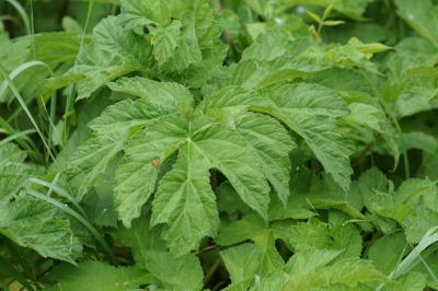 <i>Heracleum sphondylium</i>