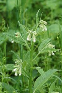 <i>Symphytum officinale</i>