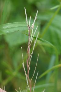 <i>Cardamine hirsuta</i>
