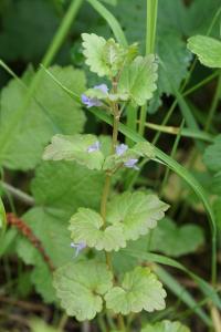 <i>Glechoma hederacea</i>