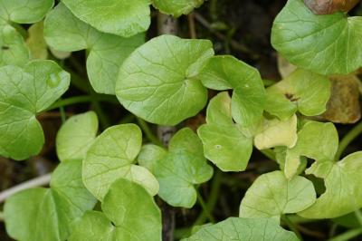 <i>Ficaria verna</i>