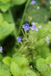 <i>Veronica chamaedrys</i>