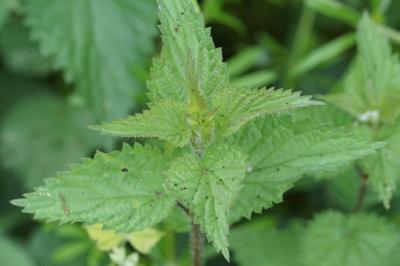<i>Urtica dioica</i>