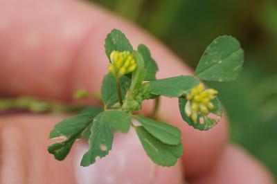 <i>Trifolium dubium</i>